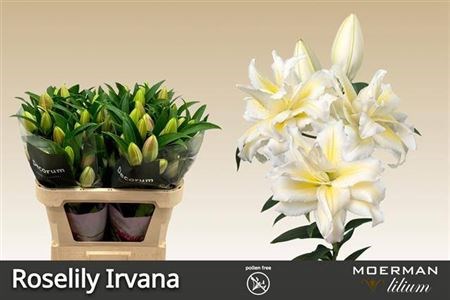 Лилия-Lilium-Or Du Rl Irvana-80cm 758fe219-4831-11f0-0a80-07290027c251