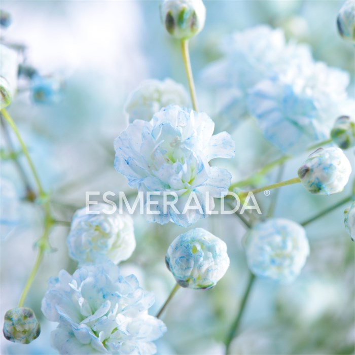 Гипсофила-Gypsophila-Over Time Light Blue-1000gr-EA 759b8c98-bfa3-11ec-0a80-0b4c0005f7af