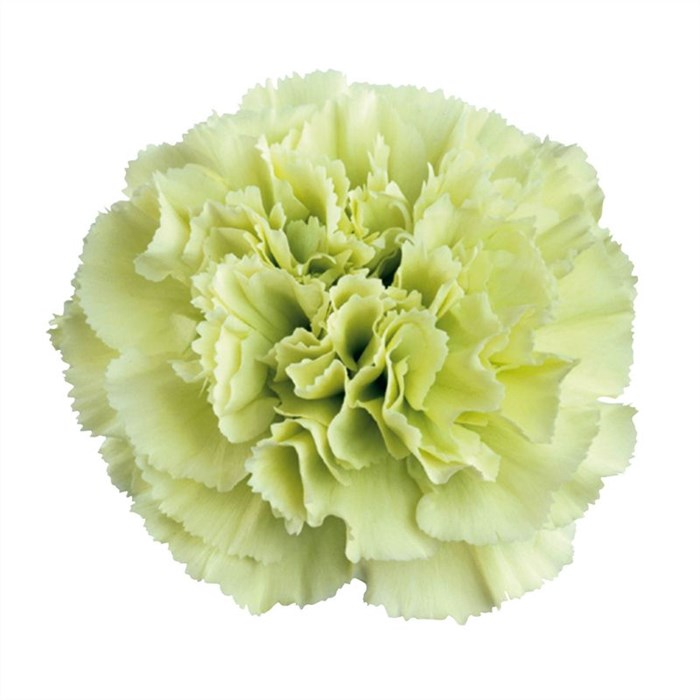 Гвоздика ст-Dianthus st-Goblin-70cm 0cabcd02-bfa4-11ec-0a80-0b4c00069433