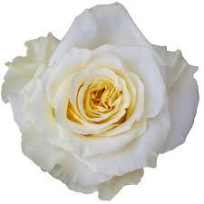 Роза-Rosa-Aurora Cream Shimmer-60cm-PE 75a4a23f-d345-11ef-0a80-04e0000fcc1f