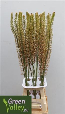 Эремурус-Eremurus-Sh P Star-70cm 75bbe213-fa89-11ee-0a80-0d75003b872c