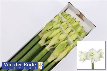 Амариллис-Hippeastrum-Ga Mont Blanc-75cm 75c92985-99f5-11ef-0a80-0fc10015c24f