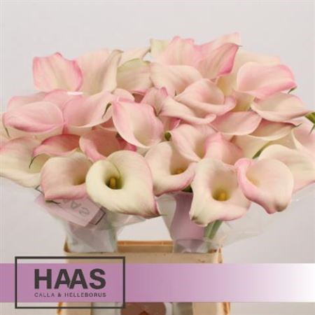 Калла-Zantedechia-Manila-65cm 75ca1f53-bfa4-11ec-0a80-0b4c0006f8f5