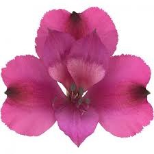 Альстромерия-Alstroemeria-Bonita-60cm-QA 75ce1bb9-d64b-11ee-0a80-08c60016ec8e