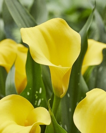 Калла-Zantedechia-Monte Carlo-60cm 75f2e0f8-fa89-11ee-0a80-0d75003b873b