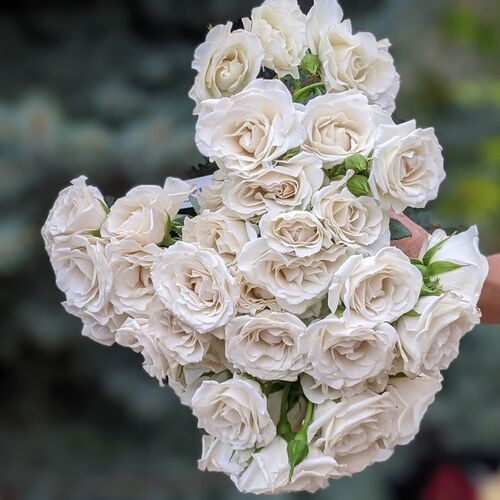 Роза куст-Rosa sp-White Majolica-60cm-PE 76074626-6e82-11ee-0a80-0f6800136203