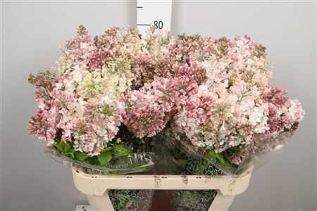 Сирень-Syringia-Hy Maidens Blush-60cm 76183485-bfa5-11ec-0a80-0b4c0007f043