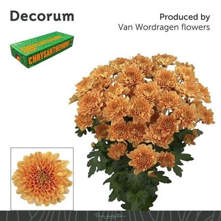 Хризантема куст-Chrysant Tr-Kalimba Orange-70cm-105gr 762294c3-ab3e-11f0-0a80-0c07001465fa