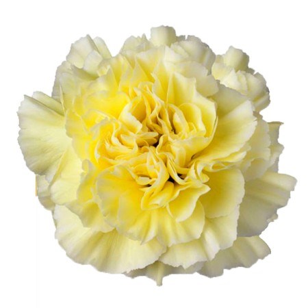Гвоздика SE-Dianthus SE-Rodas--FC 76397ec9-8fc6-11f0-0a80-029a000bdce4