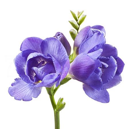Фрезия-Freesia-Du Blue Bayou-50cm-20gr 763cbc88-fa89-11ee-0a80-0d75003b8741