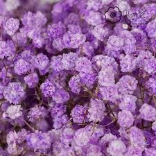 Гипсофила-Gypsophila-Over Time Light Purple-1000gr-EA 7644b686-bfa3-11ec-0a80-0b4c0005f8a3