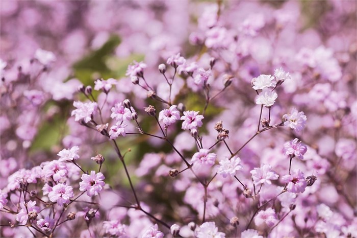Гипсофила-Gypsophila-Over Time Light Pink-1000gr-EA 764a8aa5-bfa3-11ec-0a80-0b4c0005f8ac