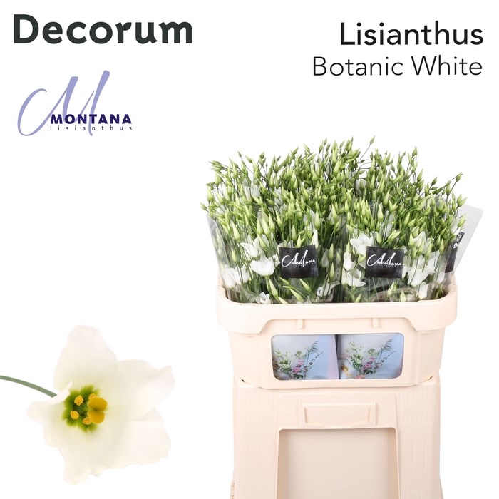 Лизиантус E-Lisianthus E-Botanic White 75cm-75cm 7688dfc5-fa89-11ee-0a80-0d75003b8753