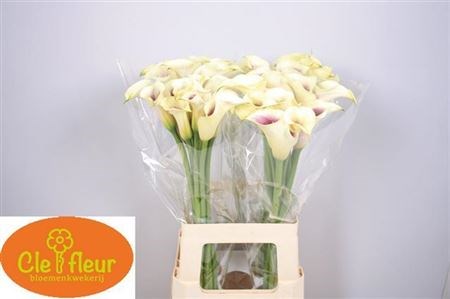 Калла-Zantedechia-Picasso-70cm 0ccbdc50-0376-11ed-0a80-0636003af63d