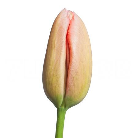 Тюльпан-Tulip-En Menton-55cm-56gr 76a2a7dd-fa89-11ee-0a80-0d75003b875f