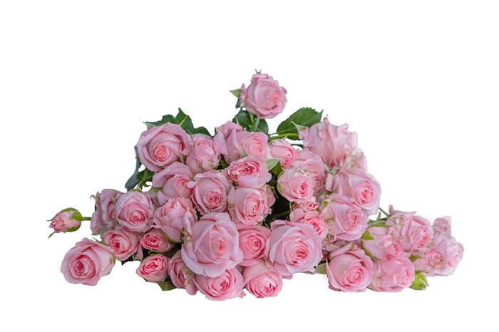 Роза куст-Rosa sp-Bellalinda Pink-50cm-Si 76a51155-b566-11ee-0a80-0673001a0b5f