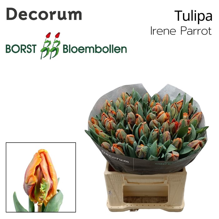 Тюльпан-Tulip-Pa Irene Parrot-36cm-34gr 76a8b5a0-fa89-11ee-0a80-0d75003b8765