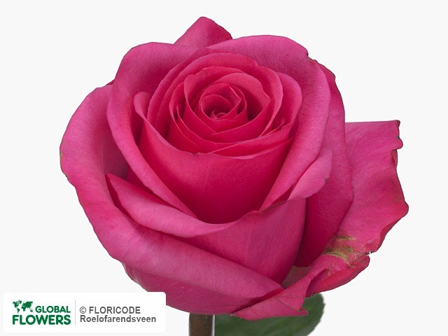 Роза-Rosa-Stiletto-60cm-PE 76b4e370-c032-11ee-0a80-051f0010cf65