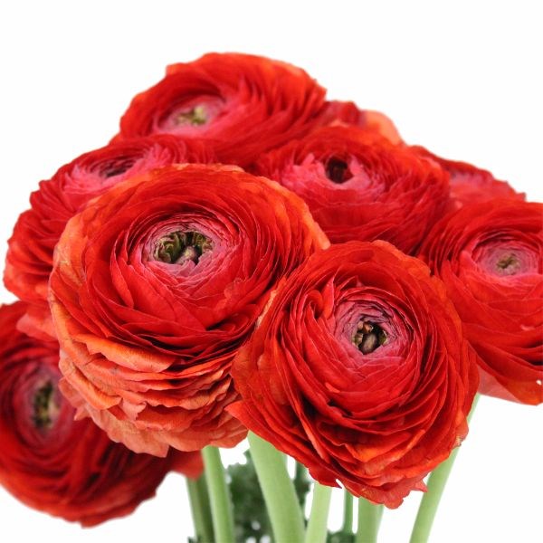 Ранункулус-Ranunculus-Cloni Red 7721f777-bfa6-11ec-0a80-0b4c0008d129
