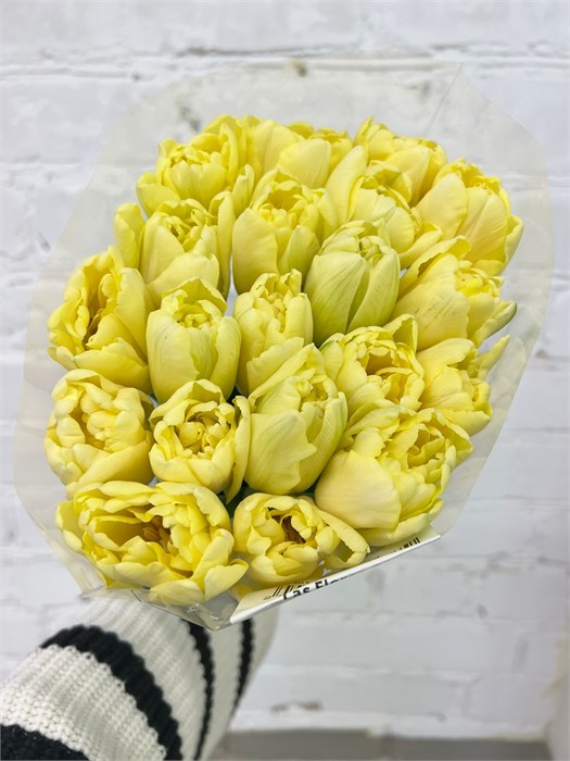 Тюльпан кремовый пион. (Краснодар) 774238c8-bfa8-11ec-0a80-0b4c000a5ab8