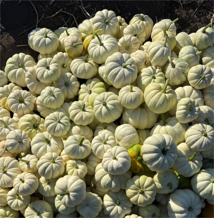 Тыква (Краснодар) 0cde3734-0370-11ed-0a80-041100363099