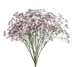 Лимониум-Limonium-Oshi Pink-60cm-Bg 77575b78-de83-11ef-0a80-17d9001a2511
