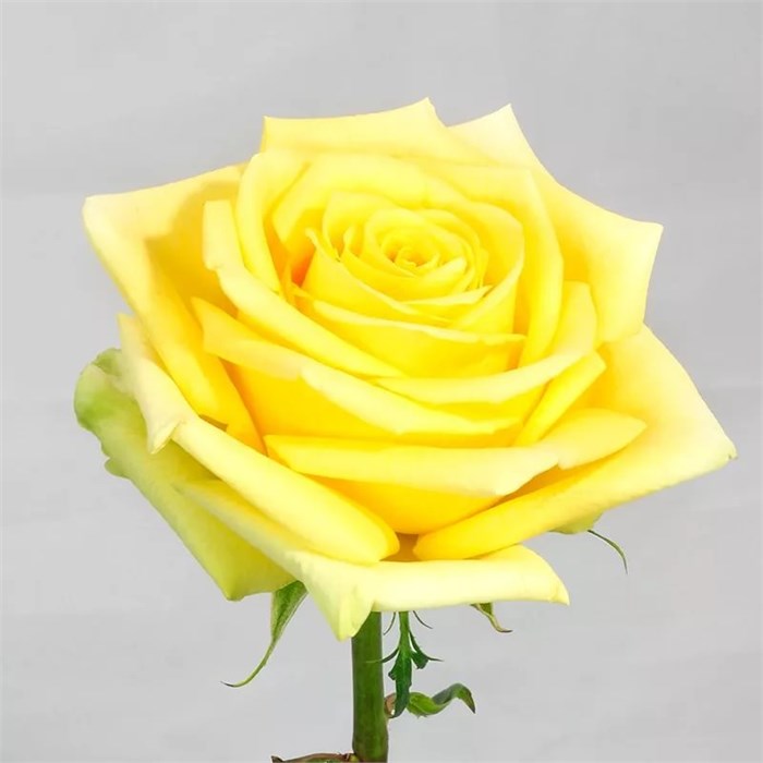 Роза-Rosa-Stardust-50cm-MS/ 7757b11f-7560-11ee-0a80-050d000375e1