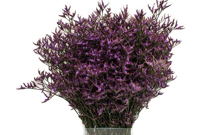 Лимониум-Limonium-Dark Blue-50cm-Bg 775a660c-de83-11ef-0a80-17d9001a2514