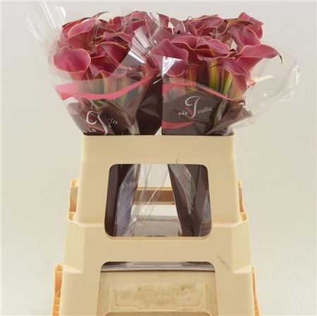 Калла-Zantedechia-Red Charm-60cm 776c7846-bfa4-11ec-0a80-0b4c0006fb90