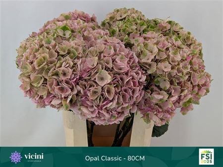 Гортензия-Hydrangea-M Mag Opal Cl-//80cm 77ac966e-7d9f-11ef-0a80-107a00249792