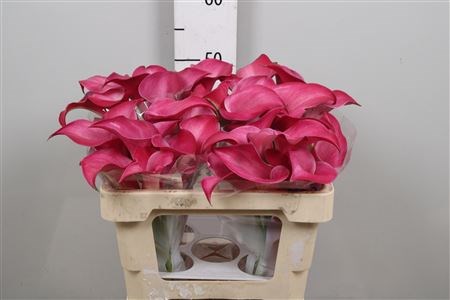 Калла-Zantedechia-Pink Jewel-55cm 7822bb42-bfa4-11ec-0a80-0b4c0006fc53