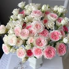Роза куст-Rosa sp-Midnight Magic-50cm-Ge 78385957-5b42-11ef-0a80-0cd4000179e9