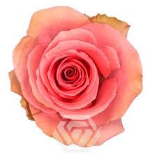 Роза-Rosa-Flirty-50cm--IS 78499878-f521-11f0-0a80-1c3f002f4fba