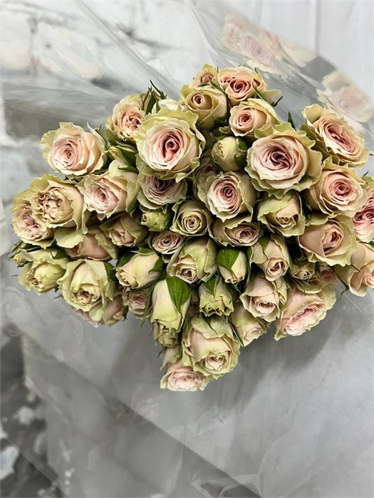 Роза куст-Rosa tr-Sand Storm-50 cm 786892cb-ac5f-11ed-0a80-0573000dad88