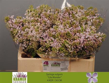 Сирень-Syringia-V Lila Wonder-50cm 78a56b3e-bfa5-11ec-0a80-0b4c0007f188