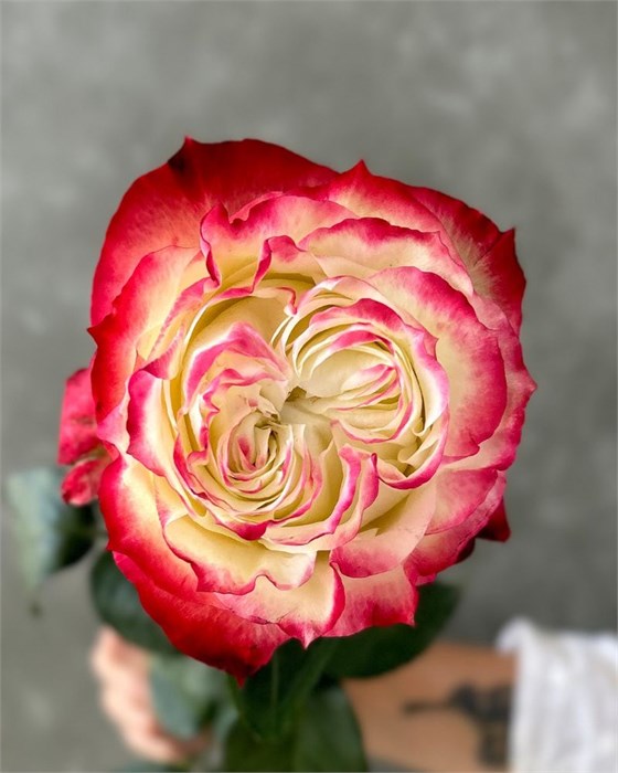 Роза-Rosa-Apple Jack-50cm-CN 78c7e382-1b30-11ee-0a80-0dd30010b3f9