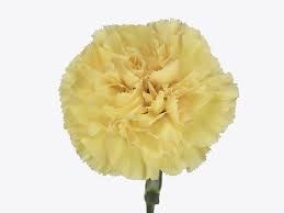 Гвоздика SE-Dianthus SE-Golden Gate--FC 791184a7-42de-11f0-0a80-0617000f7232