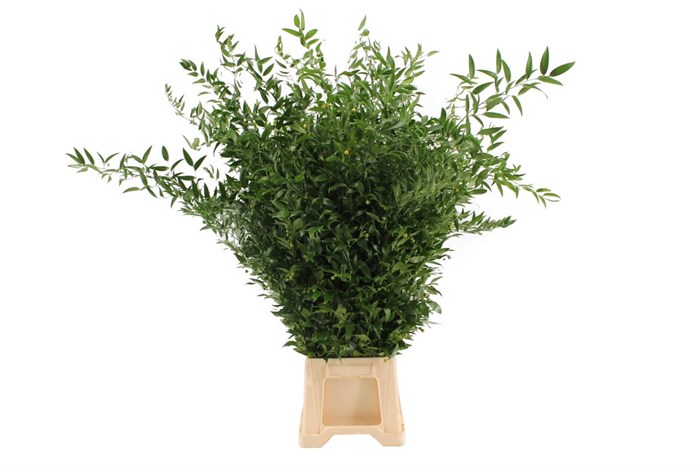 Рускус-Ruscus-Italy Medium-GW 79280f17-bfa6-11ec-0a80-0b4c0008d2c5
