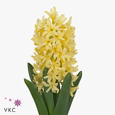 Гиацинт-Hyacinthus-Yellowstone-30cm/ 7964cd9a-b697-11ed-0a80-0256005f8907