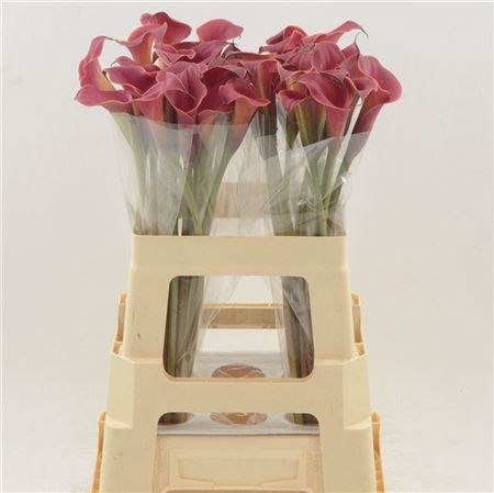 Калла-Zantedechia-Red Charm-55cm 796ce858-bfa4-11ec-0a80-0b4c0006fdc4