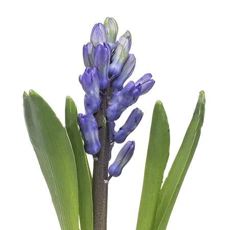 Гиацинт-Hyacinthus-Dark Ocean-30cm 79a9c60d-7671-11ee-0a80-07290003b64a