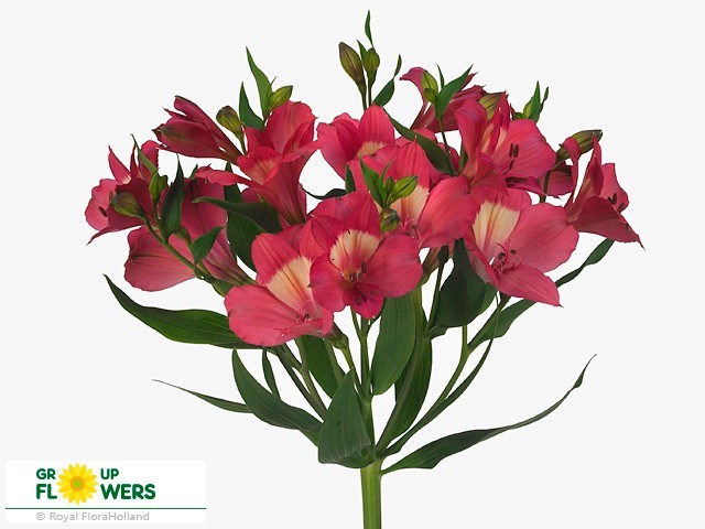 Альстромерия-Alstroemeria-Intenzz Pink--60cm-QA 79b825d1-e9ba-11ee-0a80-174800261dc2