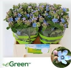 Оксипеталум-Oxypetalum-Co Tan Pure Blu--60cm 0cfe562f-e7db-11ec-0a80-084500070644