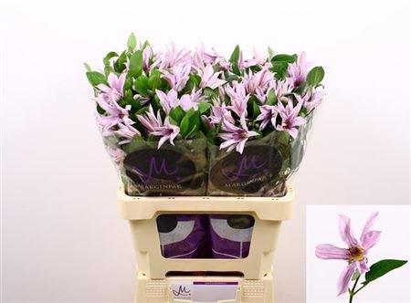 Клематис-Clematis-Amazing Miami-60cm 79f172cc-bfa4-11ec-0a80-0b4c0006fe56