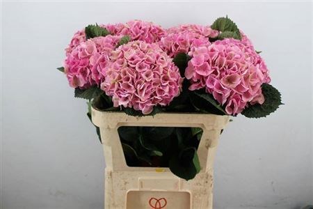 Гортензия-Hydrangea-Mag Opal Cl-80cm 79f3dd3b-5448-11f0-0a80-0210001d5ee3