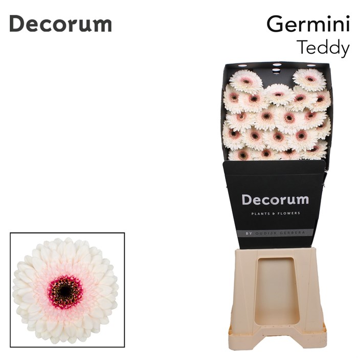 Гербера-Gerbera-Germini Teddy Diamond-47cm 7a09d128-aa3f-11ef-0a80-1978001e5d4e