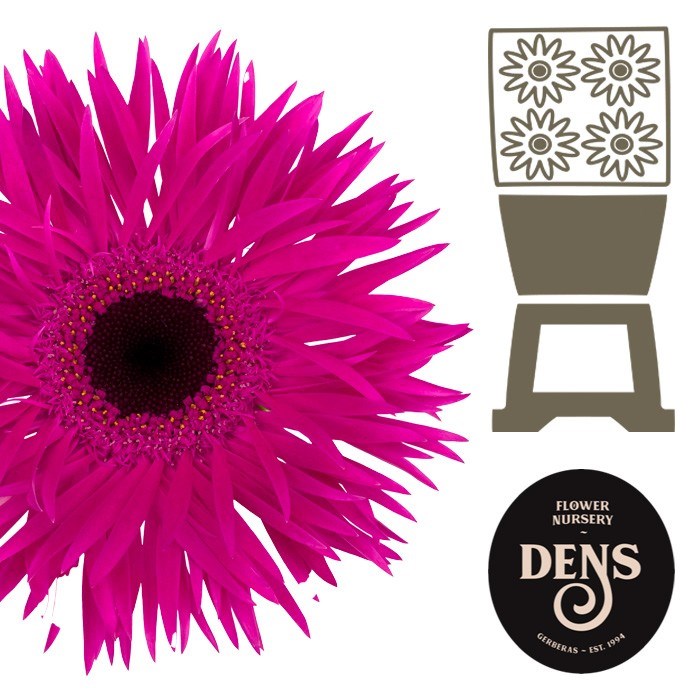 Гербера-Gerbera-Spider Nola Diamond-50cm 7a600959-7d9c-11ef-0a80-07ef00336d7b
