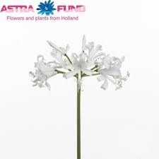 Нерине-Nerine-Bo Bianca Perla-70cm 7a643d61-7d9c-11ef-0a80-07ef00336d7e