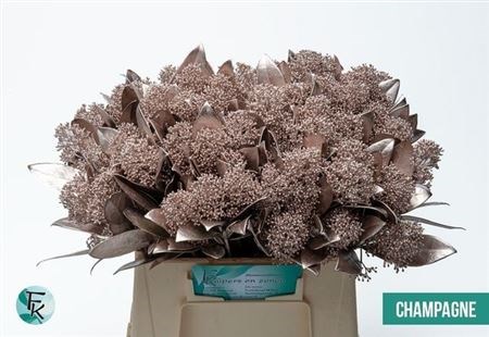 Скиммия-Skimmia-Ov Bs Klb H%-45cm 7a64cc9d-aa3f-11ef-0a80-1978001e5d5d