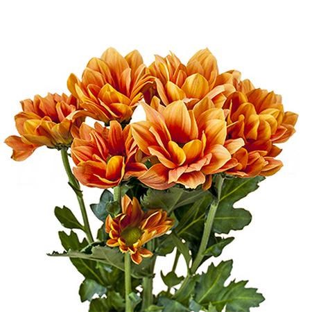 Хризантема куст-Chrysant Tr-Grand Orange-70cm-110gr 7a704d5e-7671-11ee-0a80-07290003b65c